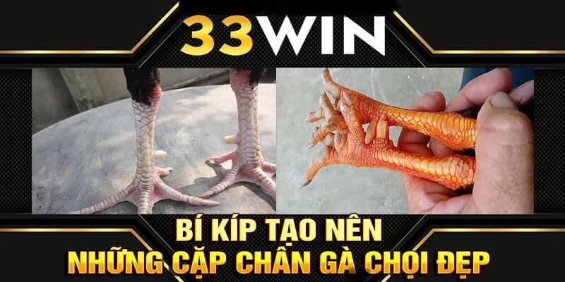 Bí kíp tạo nên những cặp chân gà chọi đẹp