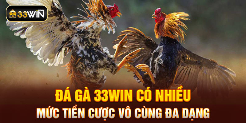 Đá gà 33WIN có nhiều mức tiền cược vô cùng đa dạng 