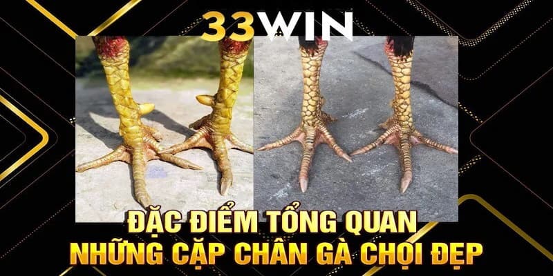 Đặc điểm tổng quan những cặp chân gà đẹp