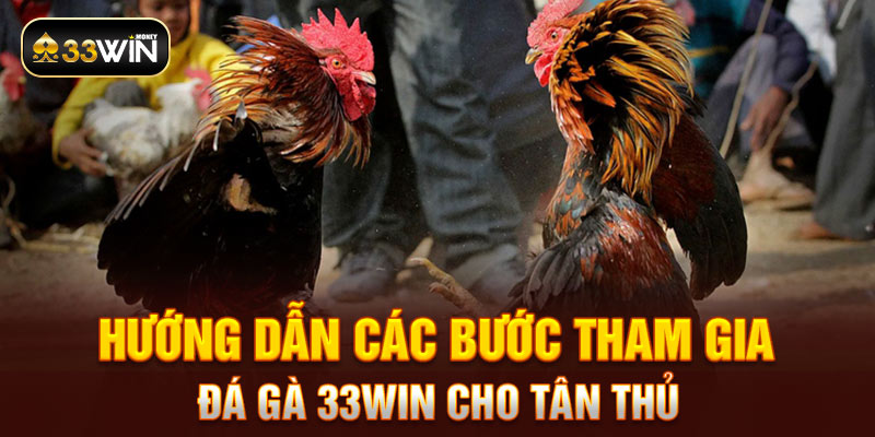 Hướng dẫn các bước tham gia đá gà 33WIN cho tân thủ 