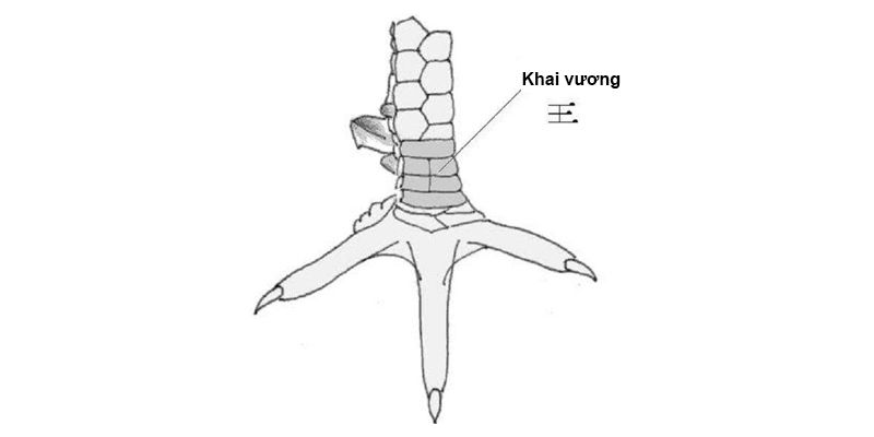 Loại vảy gà tam tài khai vương