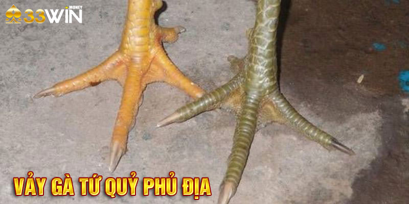 Vảy gà tứ quý phủ địa hiếm gặp